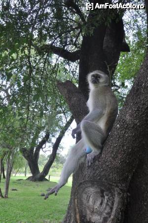 [P13] prin resort » foto by christian26ro
 - 
<span class="allrVoted glyphicon glyphicon-heart hidden" id="av409038"></span>
<a class="m-l-10 hidden" id="sv409038" onclick="voting_Foto_DelVot(,409038,29229)" role="button">șterge vot <span class="glyphicon glyphicon-remove"></span></a>
<a id="v9409038" class=" c-red"  onclick="voting_Foto_SetVot(409038)" role="button"><span class="glyphicon glyphicon-heart-empty"></span> <b>LIKE</b> = Votează poza</a> <img class="hidden"  id="f409038W9" src="/imagini/loader.gif" border="0" /><span class="AjErrMes hidden" id="e409038ErM"></span>