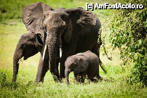 [P22] familie de elefanti in parcul national Chobe din Botswana » foto by christian26ro
 - 
<span class="allrVoted glyphicon glyphicon-heart hidden" id="av409281"></span>
<a class="m-l-10 hidden" id="sv409281" onclick="voting_Foto_DelVot(,409281,29229)" role="button">șterge vot <span class="glyphicon glyphicon-remove"></span></a>
<a id="v9409281" class=" c-red"  onclick="voting_Foto_SetVot(409281)" role="button"><span class="glyphicon glyphicon-heart-empty"></span> <b>LIKE</b> = Votează poza</a> <img class="hidden"  id="f409281W9" src="/imagini/loader.gif" border="0" /><span class="AjErrMes hidden" id="e409281ErM"></span>