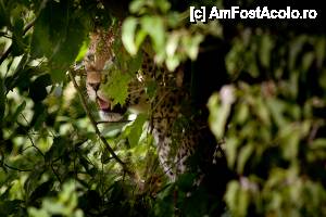 [P23] Leopard in Chobe » foto by christian26ro
 - 
<span class="allrVoted glyphicon glyphicon-heart hidden" id="av409282"></span>
<a class="m-l-10 hidden" id="sv409282" onclick="voting_Foto_DelVot(,409282,29229)" role="button">șterge vot <span class="glyphicon glyphicon-remove"></span></a>
<a id="v9409282" class=" c-red"  onclick="voting_Foto_SetVot(409282)" role="button"><span class="glyphicon glyphicon-heart-empty"></span> <b>LIKE</b> = Votează poza</a> <img class="hidden"  id="f409282W9" src="/imagini/loader.gif" border="0" /><span class="AjErrMes hidden" id="e409282ErM"></span>