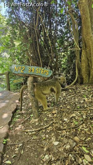 [P14] am dat și de maimuțe » foto by robert
 - 
<span class="allrVoted glyphicon glyphicon-heart hidden" id="av1514441"></span>
<a class="m-l-10 hidden" id="sv1514441" onclick="voting_Foto_DelVot(,1514441,29230)" role="button">șterge vot <span class="glyphicon glyphicon-remove"></span></a>
<a id="v91514441" class=" c-red"  onclick="voting_Foto_SetVot(1514441)" role="button"><span class="glyphicon glyphicon-heart-empty"></span> <b>LIKE</b> = Votează poza</a> <img class="hidden"  id="f1514441W9" src="/imagini/loader.gif" border="0" /><span class="AjErrMes hidden" id="e1514441ErM"></span>