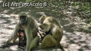 [P36] o familie frumoasă » foto by robert
 - 
<span class="allrVoted glyphicon glyphicon-heart hidden" id="av1514463"></span>
<a class="m-l-10 hidden" id="sv1514463" onclick="voting_Foto_DelVot(,1514463,29230)" role="button">șterge vot <span class="glyphicon glyphicon-remove"></span></a>
<a id="v91514463" class=" c-red"  onclick="voting_Foto_SetVot(1514463)" role="button"><span class="glyphicon glyphicon-heart-empty"></span> <b>LIKE</b> = Votează poza</a> <img class="hidden"  id="f1514463W9" src="/imagini/loader.gif" border="0" /><span class="AjErrMes hidden" id="e1514463ErM"></span>