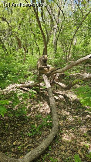 [P09] am dat și de maimuțe » foto by robert
 - 
<span class="allrVoted glyphicon glyphicon-heart hidden" id="av1514436"></span>
<a class="m-l-10 hidden" id="sv1514436" onclick="voting_Foto_DelVot(,1514436,29230)" role="button">șterge vot <span class="glyphicon glyphicon-remove"></span></a>
<a id="v91514436" class=" c-red"  onclick="voting_Foto_SetVot(1514436)" role="button"><span class="glyphicon glyphicon-heart-empty"></span> <b>LIKE</b> = Votează poza</a> <img class="hidden"  id="f1514436W9" src="/imagini/loader.gif" border="0" /><span class="AjErrMes hidden" id="e1514436ErM"></span>