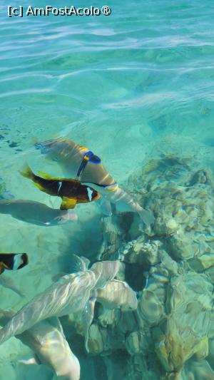 [P17] Plaja V Luvury Resort, Sahl Hasheesh » foto by vlado2
 - 
<span class="allrVoted glyphicon glyphicon-heart hidden" id="av1519561"></span>
<a class="m-l-10 hidden" id="sv1519561" onclick="voting_Foto_DelVot(,1519561,29264)" role="button">șterge vot <span class="glyphicon glyphicon-remove"></span></a>
<a id="v91519561" class=" c-red"  onclick="voting_Foto_SetVot(1519561)" role="button"><span class="glyphicon glyphicon-heart-empty"></span> <b>LIKE</b> = Votează poza</a> <img class="hidden"  id="f1519561W9" src="/imagini/loader.gif" border="0" /><span class="AjErrMes hidden" id="e1519561ErM"></span>