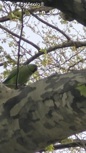 [P10] Papagali în grădina de la Alex Place, Roma » foto by vlado2
 - 
<span class="allrVoted glyphicon glyphicon-heart hidden" id="av1519880"></span>
<a class="m-l-10 hidden" id="sv1519880" onclick="voting_Foto_DelVot(,1519880,29268)" role="button">șterge vot <span class="glyphicon glyphicon-remove"></span></a>
<a id="v91519880" class=" c-red"  onclick="voting_Foto_SetVot(1519880)" role="button"><span class="glyphicon glyphicon-heart-empty"></span> <b>LIKE</b> = Votează poza</a> <img class="hidden"  id="f1519880W9" src="/imagini/loader.gif" border="0" /><span class="AjErrMes hidden" id="e1519880ErM"></span>