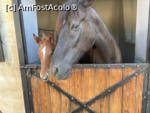 [P87] Rixos Premium Magawish Bay View - Horse Ranch » foto by nicole33
 - 
<span class="allrVoted glyphicon glyphicon-heart hidden" id="av1539381"></span>
<a class="m-l-10 hidden" id="sv1539381" onclick="voting_Foto_DelVot(,1539381,29419)" role="button">șterge vot <span class="glyphicon glyphicon-remove"></span></a>
<a id="v91539381" class=" c-red"  onclick="voting_Foto_SetVot(1539381)" role="button"><span class="glyphicon glyphicon-heart-empty"></span> <b>LIKE</b> = Votează poza</a> <img class="hidden"  id="f1539381W9" src="/imagini/loader.gif" border="0" /><span class="AjErrMes hidden" id="e1539381ErM"></span>