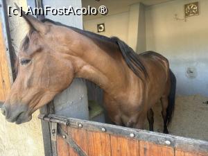 [P88] Rixos Premium Magawish Bay View - Horse Ranch » foto by nicole33
 - 
<span class="allrVoted glyphicon glyphicon-heart hidden" id="av1539382"></span>
<a class="m-l-10 hidden" id="sv1539382" onclick="voting_Foto_DelVot(,1539382,29419)" role="button">șterge vot <span class="glyphicon glyphicon-remove"></span></a>
<a id="v91539382" class=" c-red"  onclick="voting_Foto_SetVot(1539382)" role="button"><span class="glyphicon glyphicon-heart-empty"></span> <b>LIKE</b> = Votează poza</a> <img class="hidden"  id="f1539382W9" src="/imagini/loader.gif" border="0" /><span class="AjErrMes hidden" id="e1539382ErM"></span>
