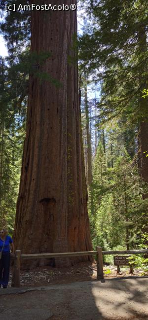 [P17] Sequoia  de 2000 de ani » foto by kmy
 - 
<span class="allrVoted glyphicon glyphicon-heart hidden" id="av1542627"></span>
<a class="m-l-10 hidden" id="sv1542627" onclick="voting_Foto_DelVot(,1542627,29438)" role="button">șterge vot <span class="glyphicon glyphicon-remove"></span></a>
<a id="v91542627" class=" c-red"  onclick="voting_Foto_SetVot(1542627)" role="button"><span class="glyphicon glyphicon-heart-empty"></span> <b>LIKE</b> = Votează poza</a> <img class="hidden"  id="f1542627W9" src="/imagini/loader.gif" border="0" /><span class="AjErrMes hidden" id="e1542627ErM"></span>