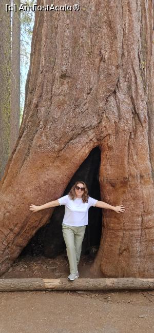 [P18] Scorbură in trunchi de sequoia » foto by kmy
 - 
<span class="allrVoted glyphicon glyphicon-heart hidden" id="av1542628"></span>
<a class="m-l-10 hidden" id="sv1542628" onclick="voting_Foto_DelVot(,1542628,29438)" role="button">șterge vot <span class="glyphicon glyphicon-remove"></span></a>
<a id="v91542628" class=" c-red"  onclick="voting_Foto_SetVot(1542628)" role="button"><span class="glyphicon glyphicon-heart-empty"></span> <b>LIKE</b> = Votează poza</a> <img class="hidden"  id="f1542628W9" src="/imagini/loader.gif" border="0" /><span class="AjErrMes hidden" id="e1542628ErM"></span>