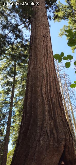 [P19] Frumusetea rezervației naturale Yosemite - arbori de sequoia » foto by kmy
 - 
<span class="allrVoted glyphicon glyphicon-heart hidden" id="av1542629"></span>
<a class="m-l-10 hidden" id="sv1542629" onclick="voting_Foto_DelVot(,1542629,29438)" role="button">șterge vot <span class="glyphicon glyphicon-remove"></span></a>
<a id="v91542629" class=" c-red"  onclick="voting_Foto_SetVot(1542629)" role="button"><span class="glyphicon glyphicon-heart-empty"></span> <b>LIKE</b> = Votează poza</a> <img class="hidden"  id="f1542629W9" src="/imagini/loader.gif" border="0" /><span class="AjErrMes hidden" id="e1542629ErM"></span>