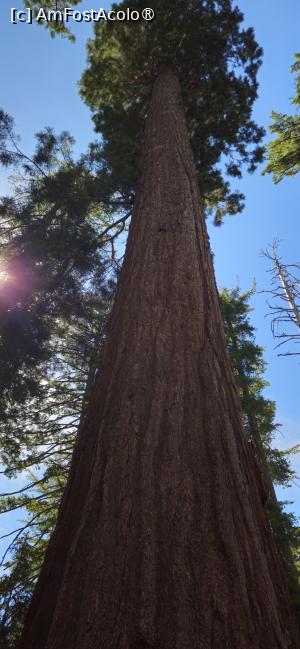 [P21] Frumusetea rezervației naturale Yosemite - arbori de sequoia » foto by kmy
 - 
<span class="allrVoted glyphicon glyphicon-heart hidden" id="av1542631"></span>
<a class="m-l-10 hidden" id="sv1542631" onclick="voting_Foto_DelVot(,1542631,29438)" role="button">șterge vot <span class="glyphicon glyphicon-remove"></span></a>
<a id="v91542631" class=" c-red"  onclick="voting_Foto_SetVot(1542631)" role="button"><span class="glyphicon glyphicon-heart-empty"></span> <b>LIKE</b> = Votează poza</a> <img class="hidden"  id="f1542631W9" src="/imagini/loader.gif" border="0" /><span class="AjErrMes hidden" id="e1542631ErM"></span>