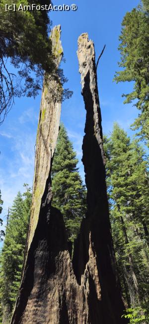 [P22] Frumusetea rezervației naturale Yosemite - arbori de sequoia » foto by kmy
 - 
<span class="allrVoted glyphicon glyphicon-heart hidden" id="av1542632"></span>
<a class="m-l-10 hidden" id="sv1542632" onclick="voting_Foto_DelVot(,1542632,29438)" role="button">șterge vot <span class="glyphicon glyphicon-remove"></span></a>
<a id="v91542632" class=" c-red"  onclick="voting_Foto_SetVot(1542632)" role="button"><span class="glyphicon glyphicon-heart-empty"></span> <b>LIKE</b> = Votează poza</a> <img class="hidden"  id="f1542632W9" src="/imagini/loader.gif" border="0" /><span class="AjErrMes hidden" id="e1542632ErM"></span>