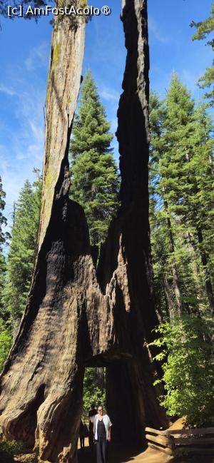 [P23] Frumusetea rezervației naturale Yosemite - arbori de sequoia » foto by kmy
 - 
<span class="allrVoted glyphicon glyphicon-heart hidden" id="av1542633"></span>
<a class="m-l-10 hidden" id="sv1542633" onclick="voting_Foto_DelVot(,1542633,29438)" role="button">șterge vot <span class="glyphicon glyphicon-remove"></span></a>
<a id="v91542633" class=" c-red"  onclick="voting_Foto_SetVot(1542633)" role="button"><span class="glyphicon glyphicon-heart-empty"></span> <b>LIKE</b> = Votează poza</a> <img class="hidden"  id="f1542633W9" src="/imagini/loader.gif" border="0" /><span class="AjErrMes hidden" id="e1542633ErM"></span>