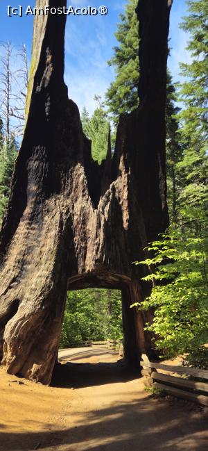 [P24] Frumusetea rezervației naturale Yosemite - arbore de sequoia decupat să treaca diligența » foto by kmy
 - 
<span class="allrVoted glyphicon glyphicon-heart hidden" id="av1542634"></span>
<a class="m-l-10 hidden" id="sv1542634" onclick="voting_Foto_DelVot(,1542634,29438)" role="button">șterge vot <span class="glyphicon glyphicon-remove"></span></a>
<a id="v91542634" class=" c-red"  onclick="voting_Foto_SetVot(1542634)" role="button"><span class="glyphicon glyphicon-heart-empty"></span> <b>LIKE</b> = Votează poza</a> <img class="hidden"  id="f1542634W9" src="/imagini/loader.gif" border="0" /><span class="AjErrMes hidden" id="e1542634ErM"></span>
