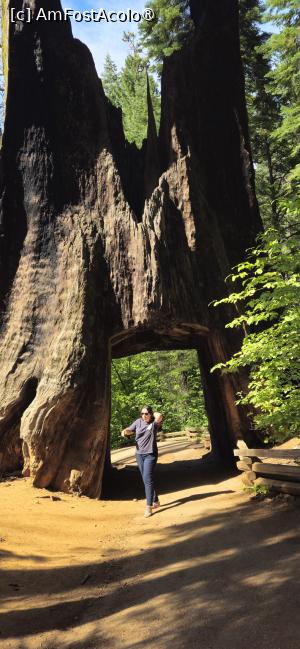 [P25] Frumusetea rezervației naturale Yosemite - arbori de sequoia » foto by kmy
 - 
<span class="allrVoted glyphicon glyphicon-heart hidden" id="av1542635"></span>
<a class="m-l-10 hidden" id="sv1542635" onclick="voting_Foto_DelVot(,1542635,29438)" role="button">șterge vot <span class="glyphicon glyphicon-remove"></span></a>
<a id="v91542635" class=" c-red"  onclick="voting_Foto_SetVot(1542635)" role="button"><span class="glyphicon glyphicon-heart-empty"></span> <b>LIKE</b> = Votează poza</a> <img class="hidden"  id="f1542635W9" src="/imagini/loader.gif" border="0" /><span class="AjErrMes hidden" id="e1542635ErM"></span>