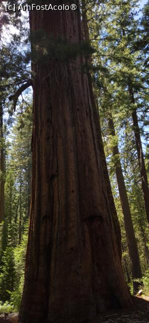 [P26] Frumusetea rezervației naturale Yosemite - arbori de sequoia » foto by kmy
 - 
<span class="allrVoted glyphicon glyphicon-heart hidden" id="av1542636"></span>
<a class="m-l-10 hidden" id="sv1542636" onclick="voting_Foto_DelVot(,1542636,29438)" role="button">șterge vot <span class="glyphicon glyphicon-remove"></span></a>
<a id="v91542636" class=" c-red"  onclick="voting_Foto_SetVot(1542636)" role="button"><span class="glyphicon glyphicon-heart-empty"></span> <b>LIKE</b> = Votează poza</a> <img class="hidden"  id="f1542636W9" src="/imagini/loader.gif" border="0" /><span class="AjErrMes hidden" id="e1542636ErM"></span>