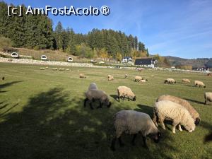 [P39] Peisaj bucolic » foto by crismis
 - 
<span class="allrVoted glyphicon glyphicon-heart hidden" id="av1549977"></span>
<a class="m-l-10 hidden" id="sv1549977" onclick="voting_Foto_DelVot(,1549977,29477)" role="button">șterge vot <span class="glyphicon glyphicon-remove"></span></a>
<a id="v91549977" class=" c-red"  onclick="voting_Foto_SetVot(1549977)" role="button"><span class="glyphicon glyphicon-heart-empty"></span> <b>LIKE</b> = Votează poza</a> <img class="hidden"  id="f1549977W9" src="/imagini/loader.gif" border="0" /><span class="AjErrMes hidden" id="e1549977ErM"></span>