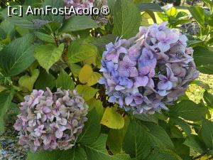 [P40] Avem și hortensii! » foto by crismis
 - 
<span class="allrVoted glyphicon glyphicon-heart hidden" id="av1549978"></span>
<a class="m-l-10 hidden" id="sv1549978" onclick="voting_Foto_DelVot(,1549978,29477)" role="button">șterge vot <span class="glyphicon glyphicon-remove"></span></a>
<a id="v91549978" class=" c-red"  onclick="voting_Foto_SetVot(1549978)" role="button"><span class="glyphicon glyphicon-heart-empty"></span> <b>LIKE</b> = Votează poza</a> <img class="hidden"  id="f1549978W9" src="/imagini/loader.gif" border="0" /><span class="AjErrMes hidden" id="e1549978ErM"></span>